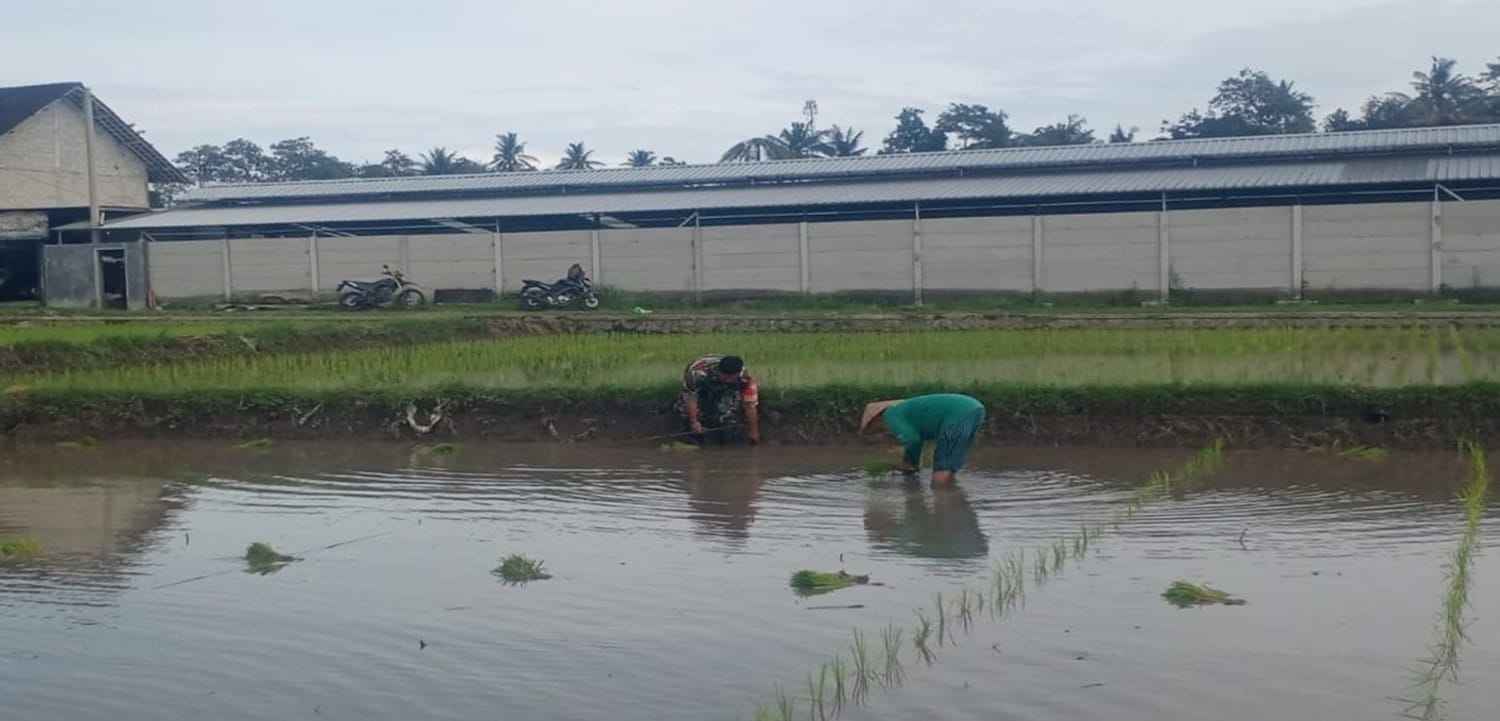 03 Dukung Ketahanan Pangan Nasional, Serda Dedy Awang Dampingi Penanaman Padi Milik Bapak Sumino