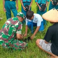 Babinsa Ngeni Bersama Siswa SMPN 2 Wonotirto Tanam Bibit Trembesi Mendukung Program Bersatu Dengan Alam