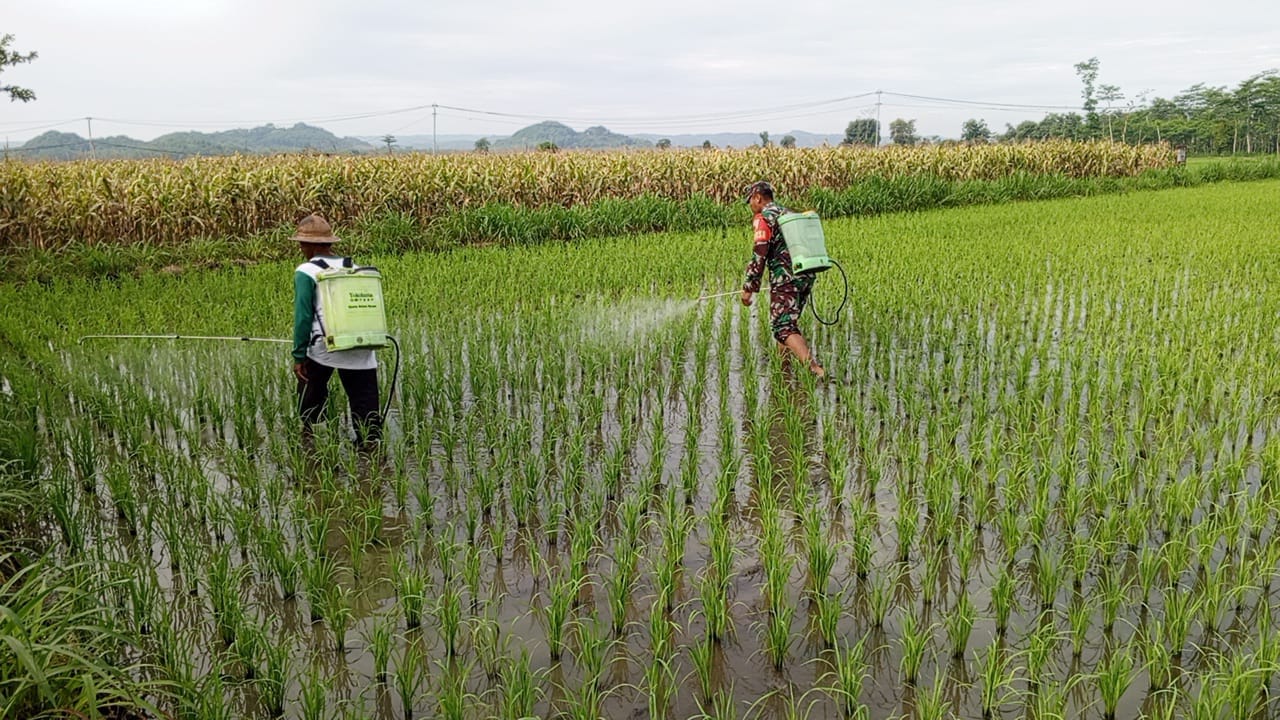Bantu Perawatan Tanaman Padi, Babinsa Kelurahan Satrean Dampingi Poktan Kembang Kuning Bantu Perawatan Tanaman Padi, Babinsa Kelurahan Satrean Dampingi Poktan Kembang Kuning