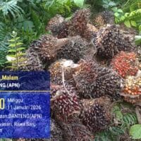 PT. Agrinas Sukaramai Labura Berdayakan Pekerjakan Masyarakat Sekitar, Hadapi Tantangan Pencurian