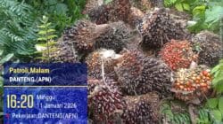 PT. Agrinas Sukaramai Labura Berdayakan Pekerjakan Masyarakat Sekitar, Hadapi Tantangan Pencurian