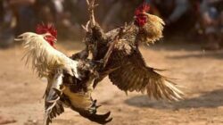 Sabung Ayam Sedati: Ujian Nyata Keberanian Penegakan Hukum