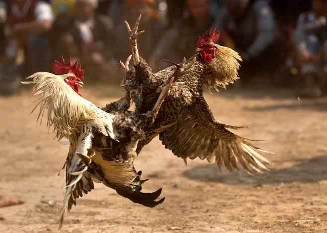 Sabung Ayam Sedati: Ujian Nyata Keberanian Penegakan Hukum