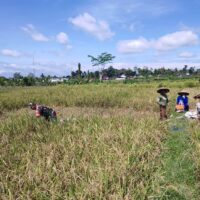 Dukung Swasembada Pangan Nasional, Babinsa Desa Slumbung Dampingi Petani Panen Padi