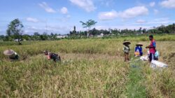 Dukung Swasembada Pangan Nasional, Babinsa Desa Slumbung Dampingi Petani Panen Padi