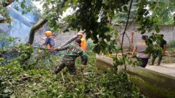 Anggota Koramil 0808/06 Srengat Bersama Warga, Polsek Dan BPBD Gotong Royong Bersihkan Pohon Tumbang Di Desa Purwokerto
