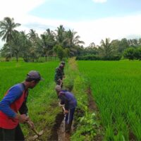 Guna Optimalkan Produksi Padi, Babinsa Dan Petani Resapombo Sinergi Bersihkan Lahan Pertanian