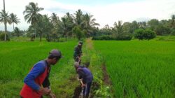 Guna Optimalkan Produksi Padi, Babinsa Dan Petani Resapombo Sinergi Bersihkan Lahan Pertanian