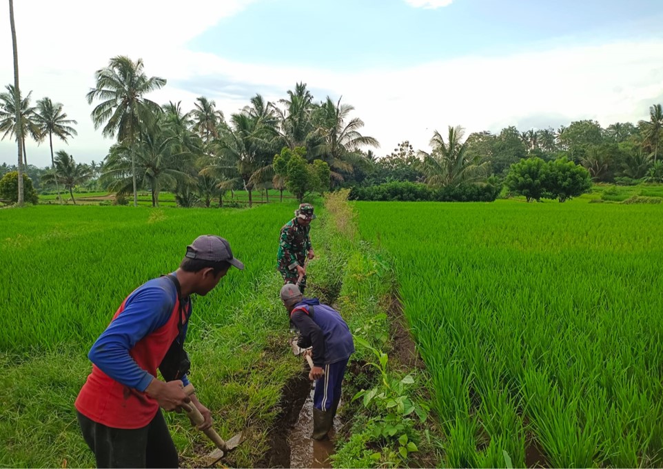 Guna Optimalkan Produksi Padi, Babinsa Dan Petani Resapombo Sinergi Bersihkan Lahan Pertanian