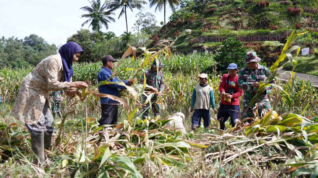 Dukung Ketahanan Pangan, Anggota Satgas TMMD Bantu Warga Panen Jagung