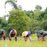 Satgas TMMD Ke 127 Bersama Warga Laksanakan Penanaman Padi Dukung Ketahanan Pangan Di Desa Krisik