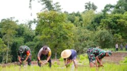 Satgas TMMD Ke 127 Bersama Warga Laksanakan Penanaman Padi Dukung Ketahanan Pangan Di Desa Krisik