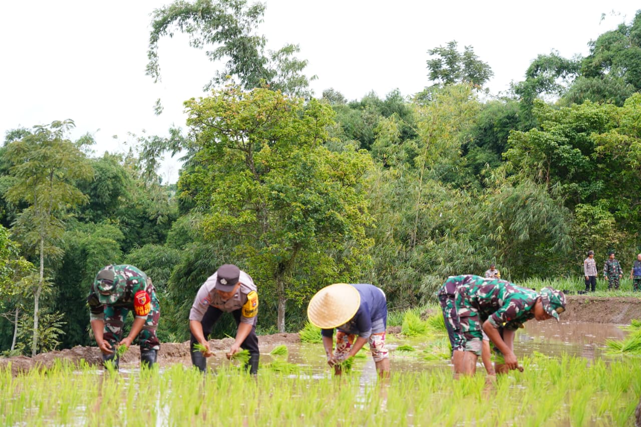 Satgas TMMD Ke 127 Bersama Warga Laksanakan Penanaman Padi Dukung Ketahanan Pangan Di Desa Krisik Satgas TMMD Ke 127 Bersama Warga Laksanakan Penanaman Padi Dukung Ketahanan Pangan Di Desa Krisik