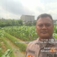 Bhabinkamtibmas Desa Talaga Laksanakan Kontrol Lahan Jagung, Dukung Program Ketahanan Pangan