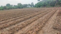 Bhabinkamtibmas Polsek Cikupa Lakukan Pengecekan Penanaman Jagung Hibrida Program 1 Desa 2 Hektare Kwartal I 2026