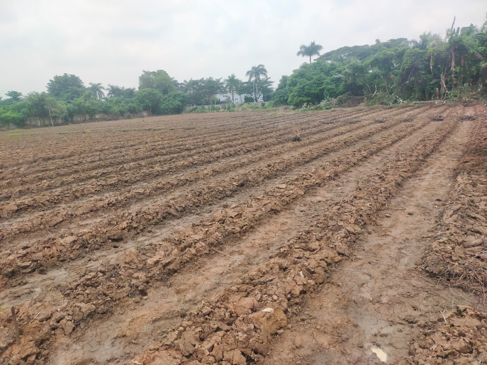 Bhabinkamtibmas Polsek Cikupa Lakukan Pengecekan Penanaman Jagung Hibrida Program 1 Desa 2 Hektare Kwartal I 2026