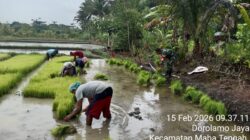 Dukung Ketahanan Pangan, Babinsa Koramil 03/Maba Bantu Petani Siapkan Bibit Padi