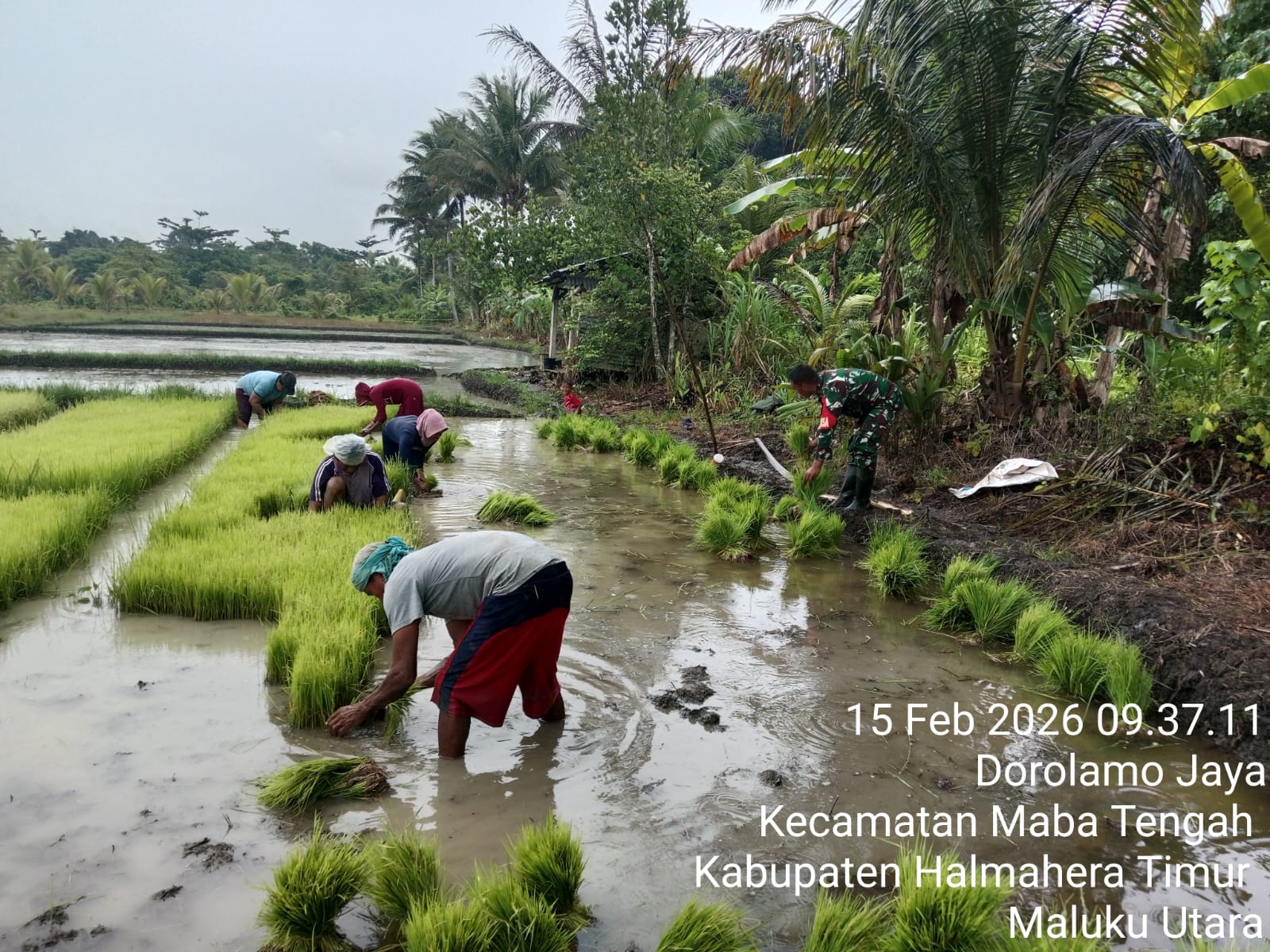Dukung Ketahanan Pangan, Babinsa Koramil 03/Maba Bantu Petani Siapkan Bibit Padi