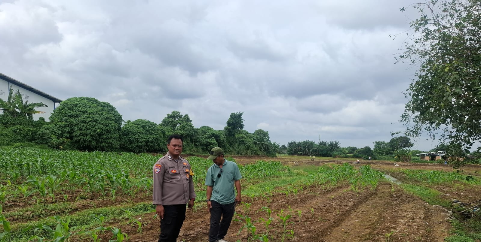 Bhabinkamtibmas Polsek Cikupa Intensif Pantau Lahan Jagung, 0,1 Hektar Gagal Tumbuh Akibat Cuaca