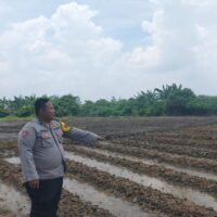 Polsek Cikupa Intensif Pantau Perkembangan Jagung Hibrida, Dukung Ketahanan Pangan di Ciakar