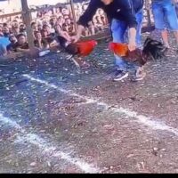 Arena Judi Besar di Bahodopi Diduga Berjalan dengan Pembiaran Sistematis