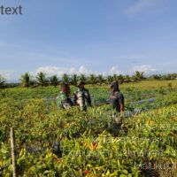 Melalui Komsos, Babinsa Koramil 02/Wasile Dukung Produktivitas Petani Cabai