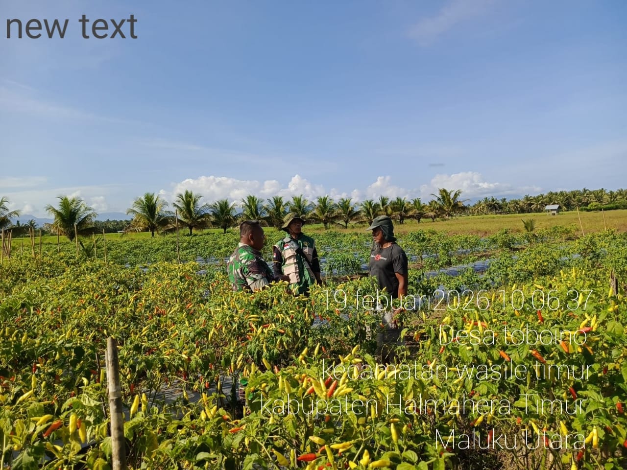 Melalui Komsos, Babinsa Koramil 02/Wasile Dukung Produktivitas Petani Cabai