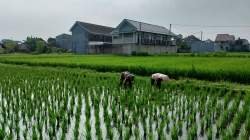 Babinsa Sananwetan Dampingi Petani Penyiangan Gulma Di Lahan Pertanian
