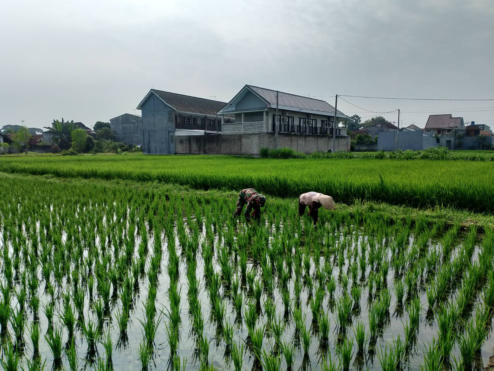 Babinsa Sananwetan Dampingi Petani Penyiangan Gulma Di Lahan Pertanian