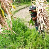 Wujud Kemanunggalan, Satgas TMMD Ke 127 Kodim 0808 Bantu Warga Panggul Pakan Ternak Dari Kebun