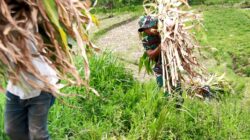 Wujud Kemanunggalan, Satgas TMMD Ke 127 Kodim 0808 Bantu Warga Panggul Pakan Ternak Dari Kebun
