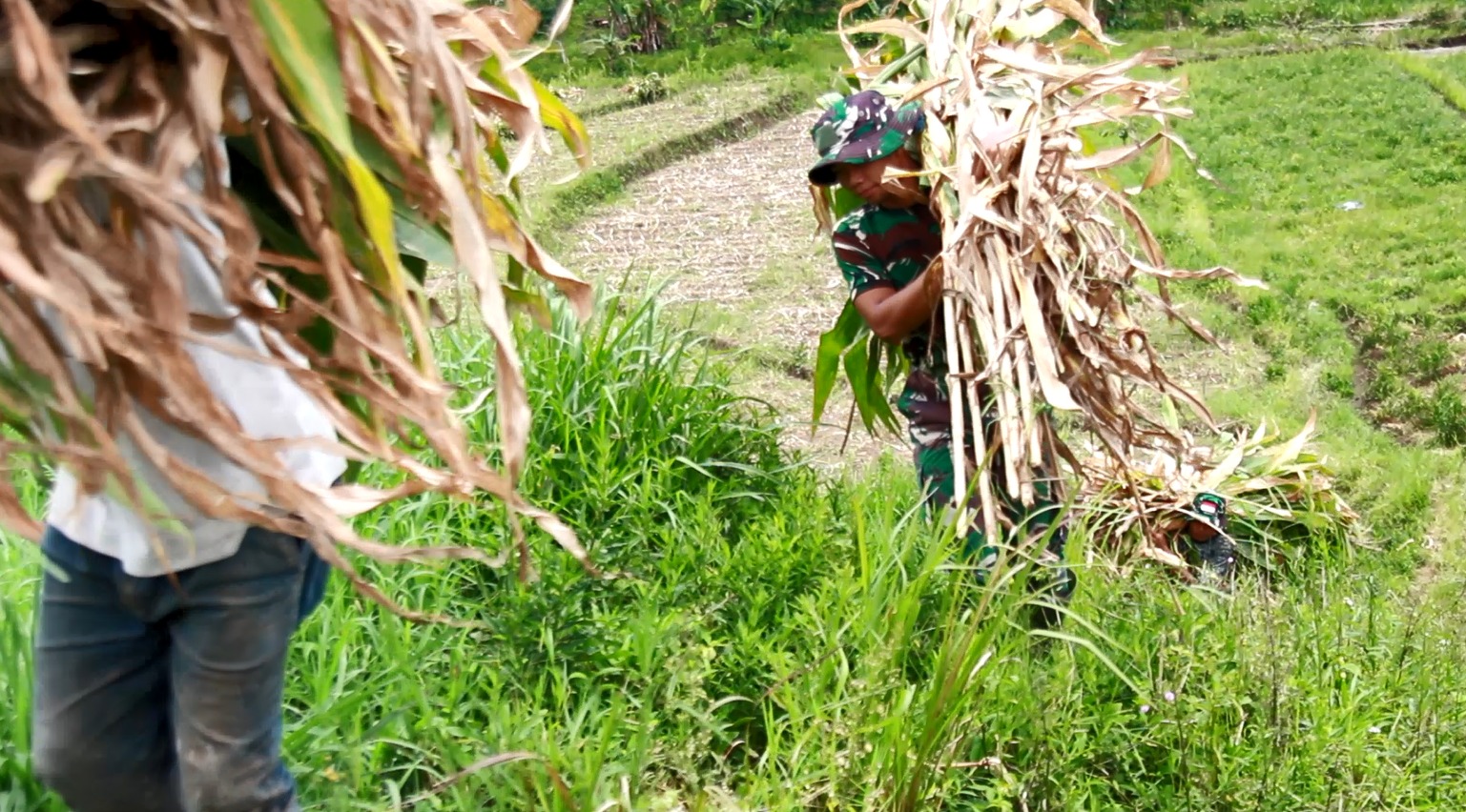 Wujud Kemanunggalan, Satgas TMMD Ke 127 Kodim 0808 Bantu Warga Panggul Pakan Ternak Dari Kebun