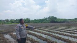Bhabinkamtibmas Polsek Cikupa Monitoring Lahan Jagung Hibrida Dukung Program Ketahanan Pangan