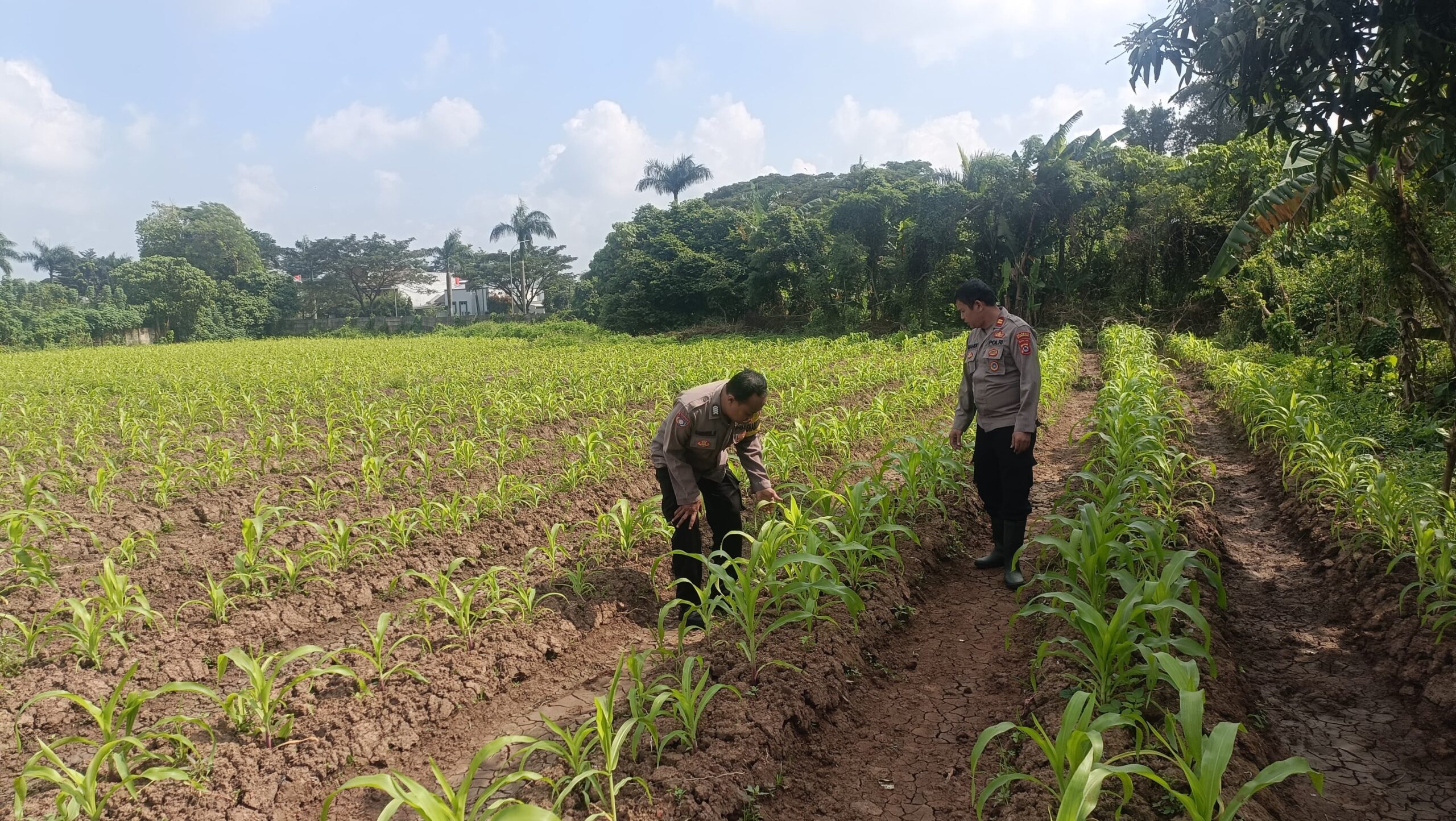 Polsek Cikupa Monitoring Lahan Jagung Hibrida di Panongan, Dukung Program Ketahanan Pangan Polsek Cikupa Monitoring Lahan Jagung Hibrida di Panongan, Dukung Program Ketahanan Pangan