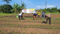 Polsek Cikupa Dukung Ketahanan Pangan, Tanam Jagung Hibrida Program 1 Desa 2 Hektare di Panongan