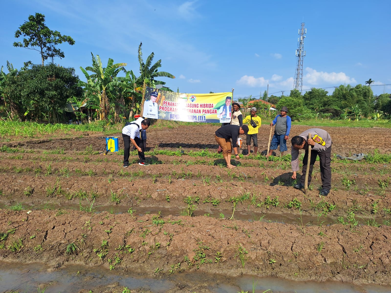 Polsek Cikupa Dukung Ketahanan Pangan, Tanam Jagung Hibrida Program 1 Desa 2 Hektare di Panongan Polsek Cikupa Dukung Ketahanan Pangan, Tanam Jagung Hibrida Program 1 Desa 2 Hektare di Panongan