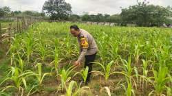 Tanaman Jagung 0,7 Hektare di Cikupa Daun Menguning, Pertumbuhan Terhambat, Bhabinkamtibmas Turun Tangan