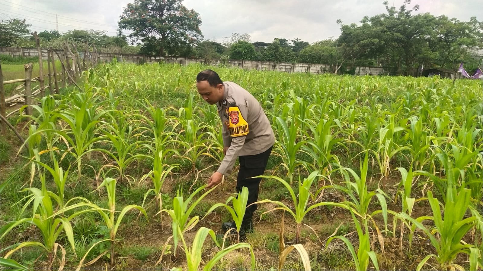 Tanaman Jagung 0,7 Hektare di Cikupa Daun Menguning, Pertumbuhan Terhambat, Bhabinkamtibmas Turun Tangan