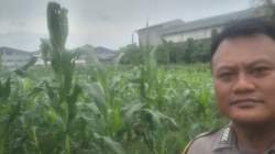 Bhabinkamtibmas Desa Talaga Cek Lahan Jagung, Dukung Ketahanan Pangan di Cikupa
