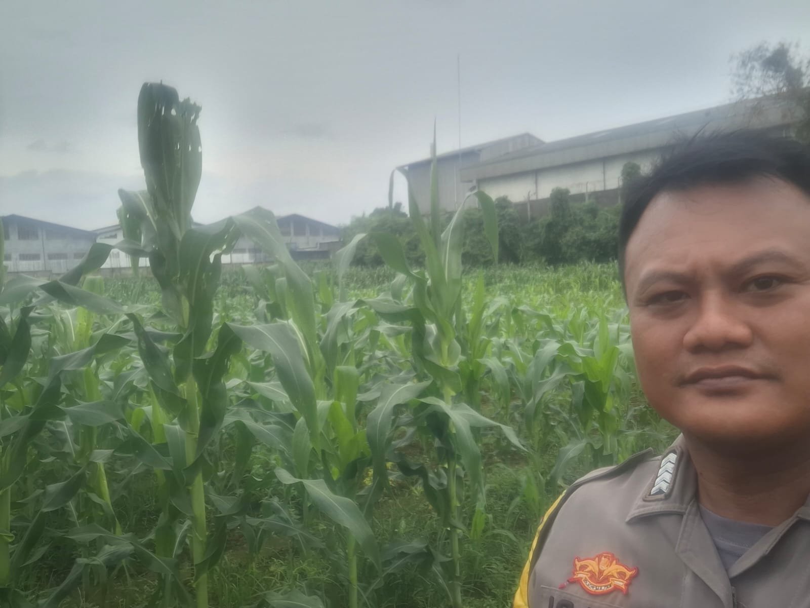 Bhabinkamtibmas Desa Talaga Cek Lahan Jagung, Dukung Ketahanan Pangan di Cikupa