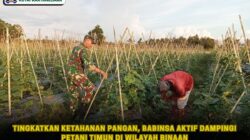 Tingkatkan Ketahanan Pangan, Babinsa Aktif Dampingi Petani Timun di Wilayah Binaan