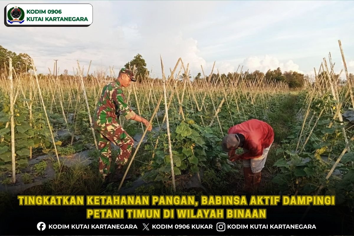 Tingkatkan Ketahanan Pangan, Babinsa Aktif Dampingi Petani Timun di Wilayah Binaan