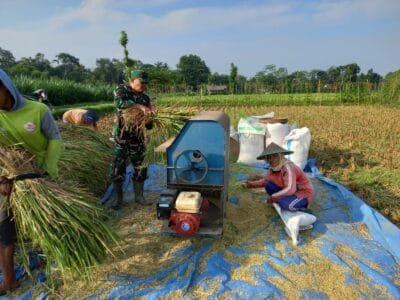 Kebersamaan TNI Dan Petani, Panen Padi Di Desa Gledug Berjalan Lancar