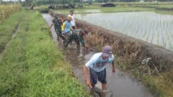 Sinergi Babinsa Dan Masyarakat Desa Pojok Bersihkan Irigasi Demi Pertanian Lancar