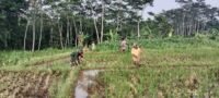 Dukung Swasembada Pangan, Babinsa Pohgajih Aktif Dampingi Petani Siapkan Lahan Sawah