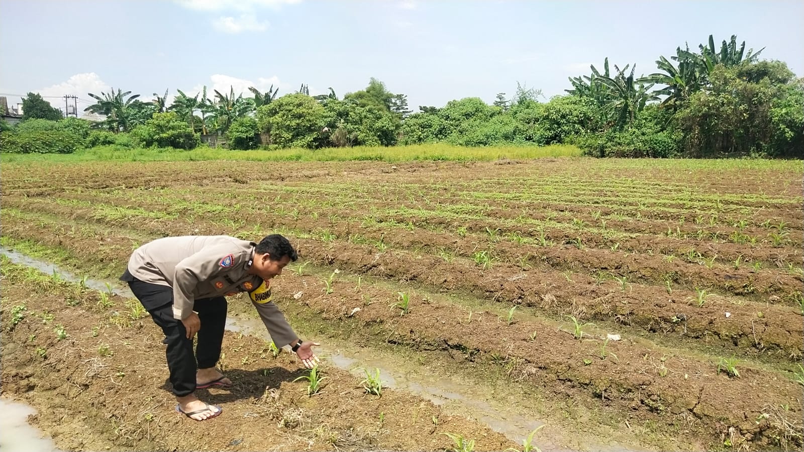 Kanit Binmas Polsek Cikupa Pantau Lahan Jagung Hibrida Program Ketahanan Pangan