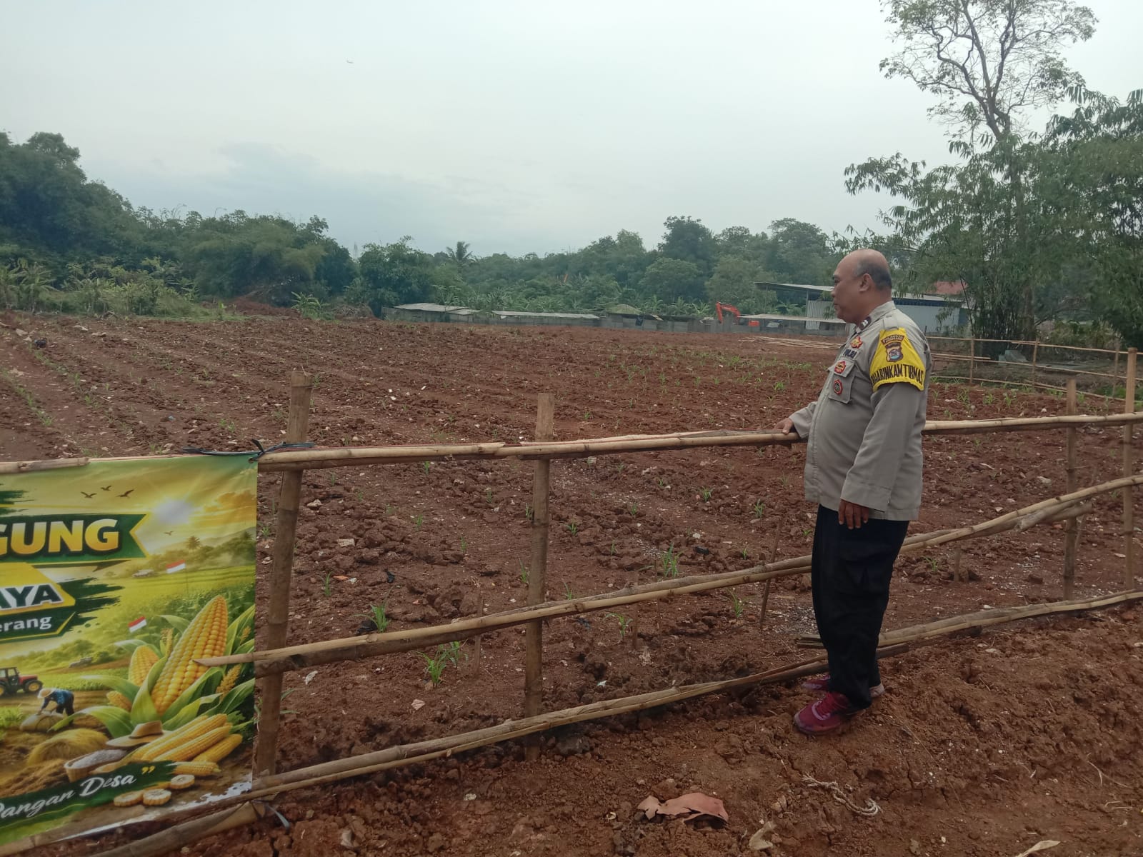 Bhabinkamtibmas Desa Budimulya Cek Lahan Jagung Hibrida Dukung Ketahanan Pangan