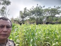 Bhabinkamtibmas Cek Lahan Jagung Hibrida, Dukung Program Ketahanan Pangan di Cikupa