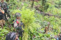 Satgas Swasembada Berhasil Ungkap Ladang Ganja di Pegunungan Bintang, Puluhan Tanaman Siap Panen Diamankan