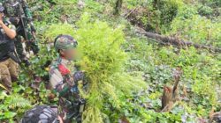 Satgas Swasembada Berhasil Ungkap Ladang Ganja di Pegunungan Bintang, Puluhan Tanaman Siap Panen Diamankan